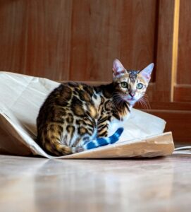 10 best Bengal cat
