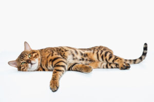  British Shorthair cat