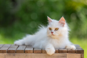  British Shorthair cat