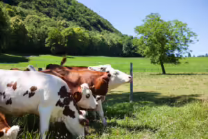 Dairy Cow